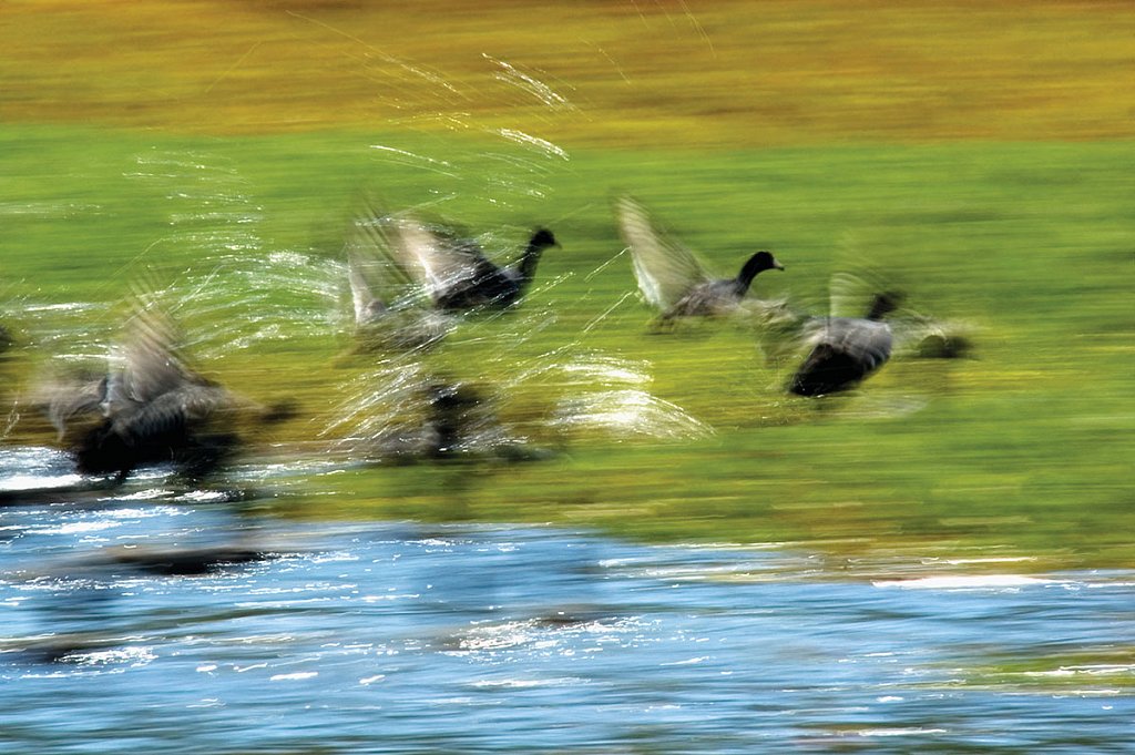Alzando el vuelo (Gallaretas migratorias, Valle de Bravo, Estado de México, 2008  - 2016)
